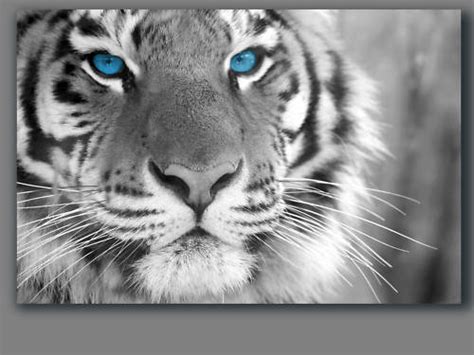 Black And White Bengal Tiger Animal Canvas Framed 30x20 Ebay