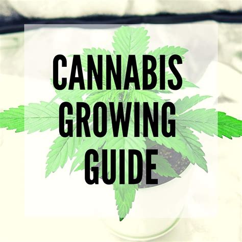 Growing Cannabis Everything You Need To Know About The Cannabis Plant