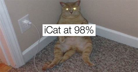 17 Of Thechives Original Cat Memes To Celebrate Internationalcatday