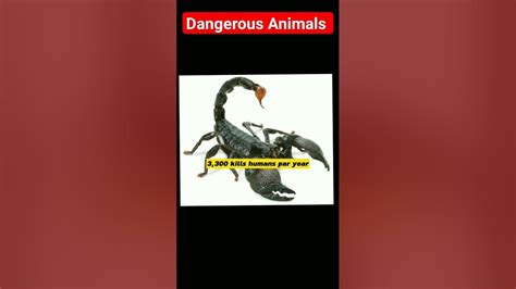Top 5 Dangerous Animals In The Worlddangerousanimals Factsvideo