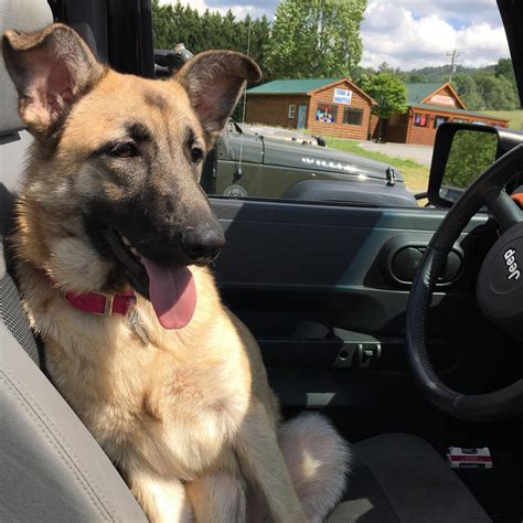 German owned and operated kennel with over twenty years experience. Lost Dog German Shepherd in KNOXVILLE, TN - Lost My Doggie