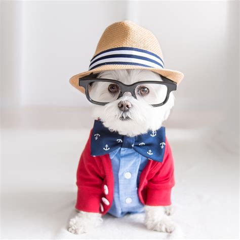 Meet Our Hipster Dog Toby The Ryan Gosling Of Dogs
