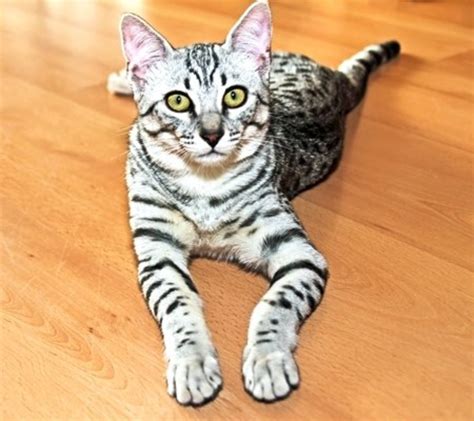Chausies An Exotic Hybrid Domestic Cat Breed Hubpages