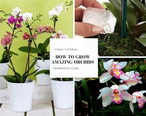 How To Grow Orchids Indoors A Guide For Beginners Growing Orchids Orchids Container Gardening
