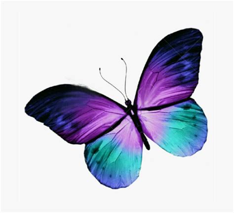Butterfly Tattoo Purple Blue Free Hq Image Clipart Purple And Blue