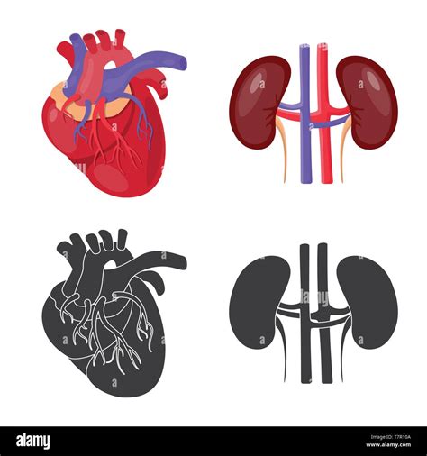 Heartkidneycardiologyurinarycardiovascularbeansbodytransplant