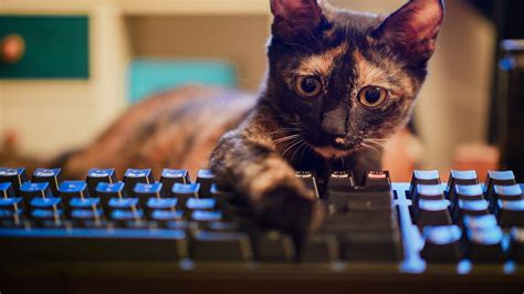 Download 1920x1080 Cat Keyboard Cute Wallpapers For