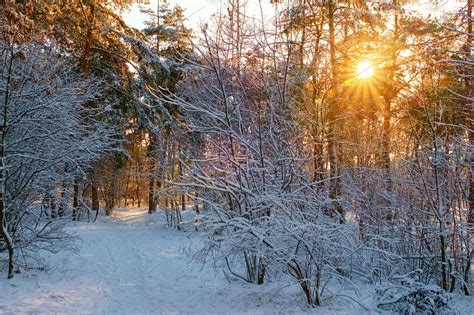 Winter Forest With Snow In Sunny Day High Quality Stock Photos