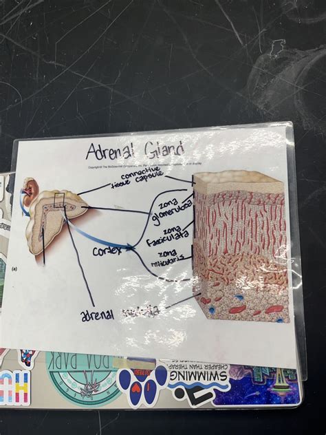 Adrenal Gland Diagram Quizlet