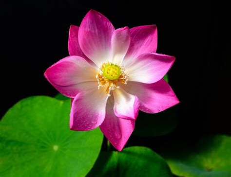Premium Photo Beautiful Lotus Flower Nelumbo Nucifera Closes Up