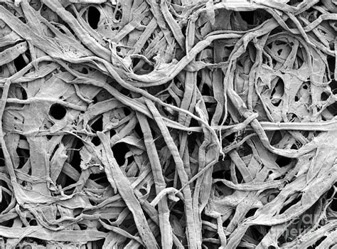 Cellulose Fibers In A Paper Towel Photograph By Scimat Pixels