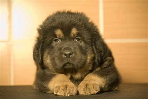 Adorable Little Tibetan Mastiff Wallpapers And Images