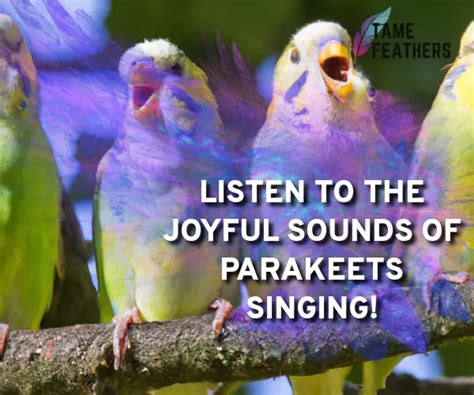 Listen To The Joyful Sounds Of Parakeets Singing Tame Feathers