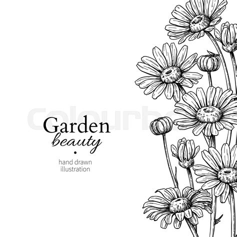 Daisy Flower Border Drawing Vector Hand Drawn Engraved Floral Frame