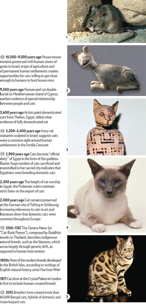 How House Cats Evolved Scientific American