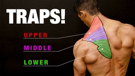 All About Traps Complete Growth Guide Athlean X