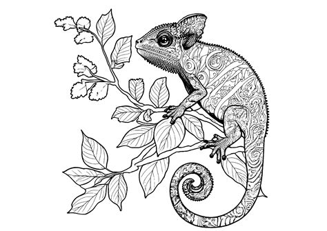 Chameleon With Details Chameleons And Lizards Kids Coloring Pages
