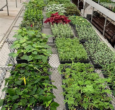 Growing Native Plants In Our Greenhouses