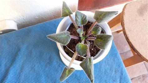 African violets will bloom with lower. Houseplants forum: African Violet leaves curling under ...