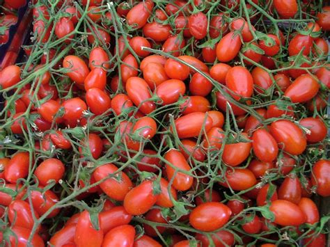 Small Tomatoes Free Photo Download Freeimages