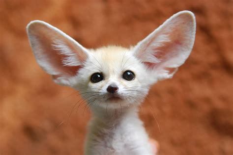 The Cutest Animals In The World That You Never Knew Existed Fox