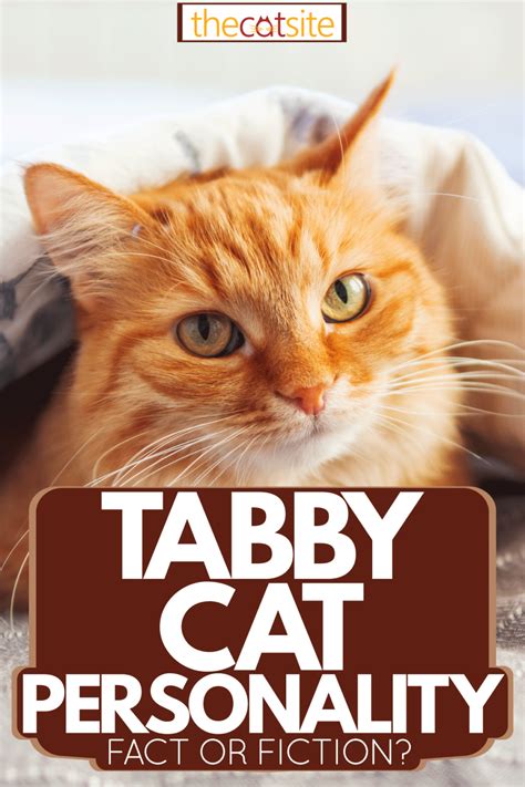 Tabby Cat Personality Fact Or Fiction Thecatsite Articles