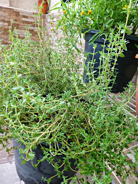 Berita baik untuk semua pengguna catuaba. RESEPI NENNIE KHUZAIFAH: Koleksi pokok herba