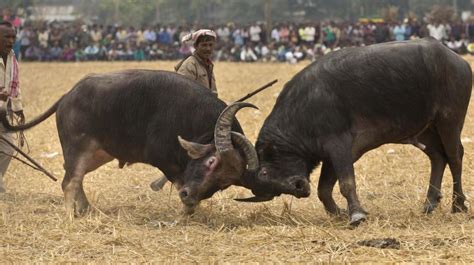 Assam Holds Buffalo Fight Despite Supreme Court Ban