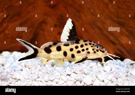 Cuckoo Catfish Synodontis Multipunctatus Freshwater Aquarium Fish Stock