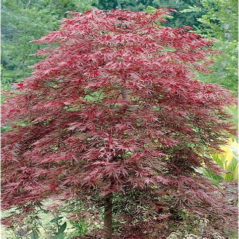 1207 Gallon Red Dragon Japanese Maple Feature Tree L11802 At