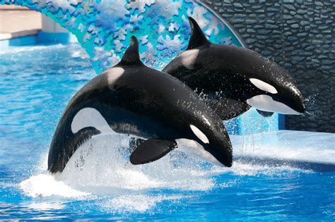 The Killer Whales At Seaworld Orlandos Whales 1248811