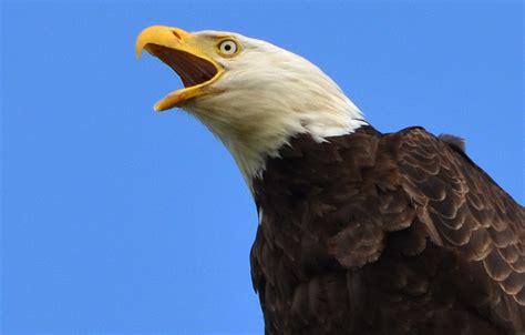 Screaming Eagle Photo Gallery Anacortes Today