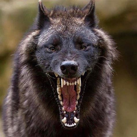 Nature Photography On Instagram Wolf Smiles Are The Best Wolf