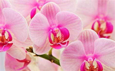 Орхидеи Фото Красивые Картинки На Весь Экран Telegraph
