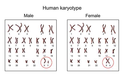 Human Chromosomes Photograph By Kateryna Konscience Photo Library