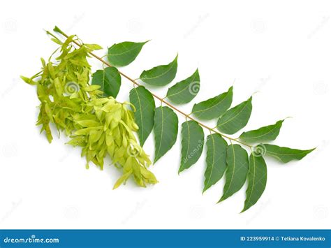 Ailanthus Altissima Commonly Known As Tree Of Heaven Ailanthus