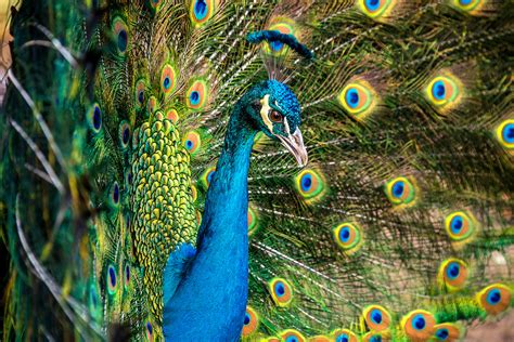 Male Peacock Courtship Display Causes Female Feathers To Vibrate •
