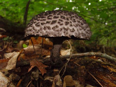 Strobilomyces Hot Springs National Park Arkansas Fungi · Inaturalist