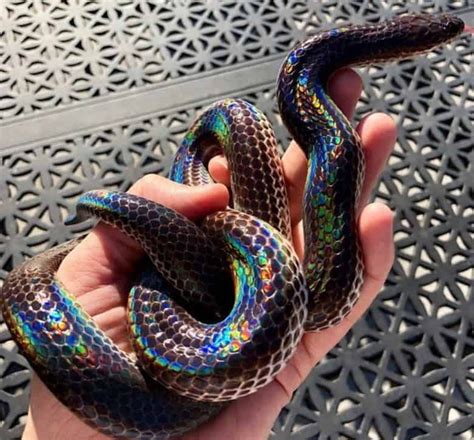 7 Best Beginner Pet Snakes Key Facts 10 Photos Artofit