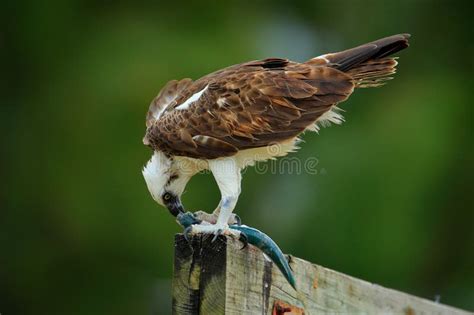 Bird Catch The Fish Bird Of Prey Osprey Pandion Haliaetus Feeding