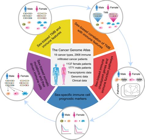 overview of sex‐based differences analysis of cancer immune‐related download scientific diagram