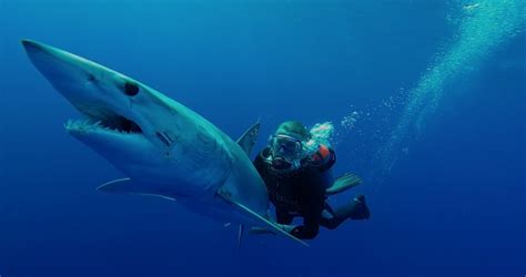 Park West Sponsors Mako Shark With Guy Harvey