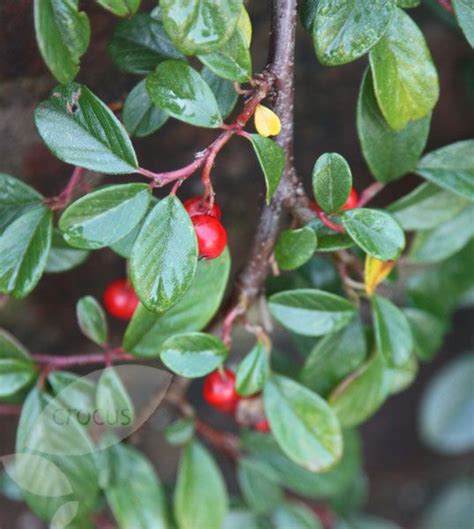 Cotoneaster Ground Cover With Red Winter Berries Evergreen Low