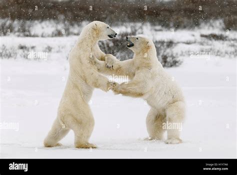 Two Polar Bears Play Fighting Two Polar Bears Play Fighting Stock