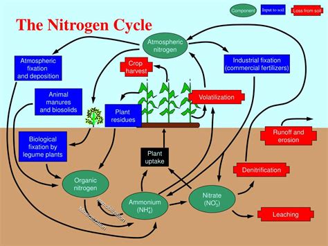 Ppt The Nitrogen Cycle Powerpoint Presentation Free Download Id330160
