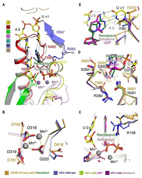 Incorporation Model Of Remdesivir In COVID 19 Virus Nsp12 A The