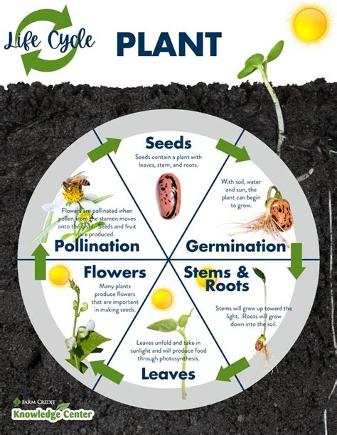 Life Cycle Of A Plant Farm Credit Of The Virginias Plant Life Cycle