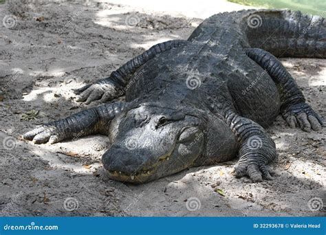 One Eyed Alligator Stock Photo Image Of Large Mississippiensis 32293678