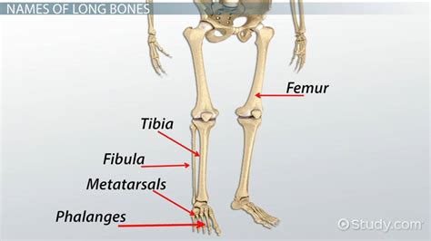 Long Bones In The Body Definition Types And Examples Lesson