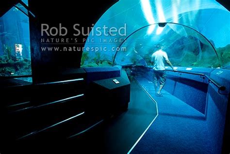 National Aquarium Of New Zealand Travel Through Oceanarium Napier